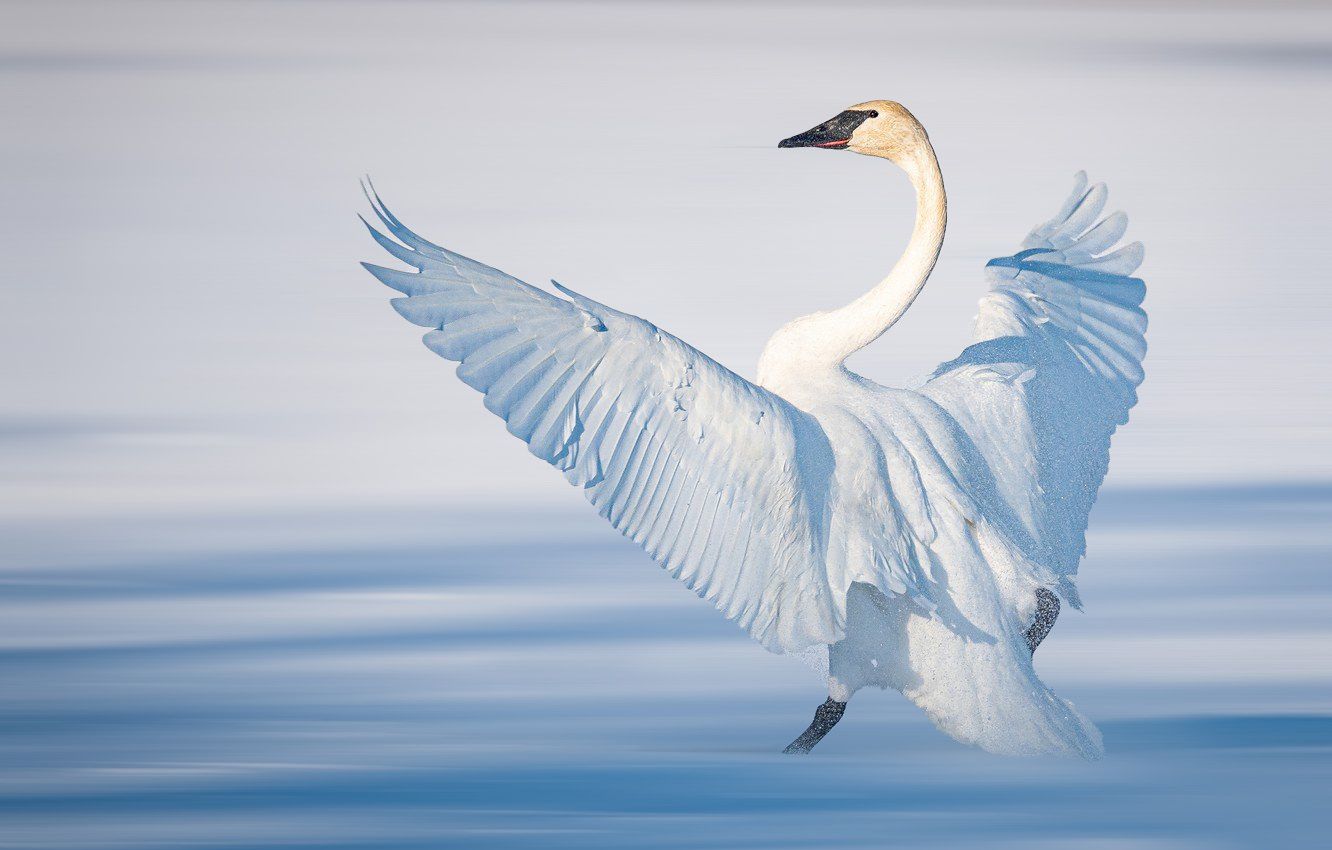1332x850 Trumpeter Swan High Definition Wallpaper 80811