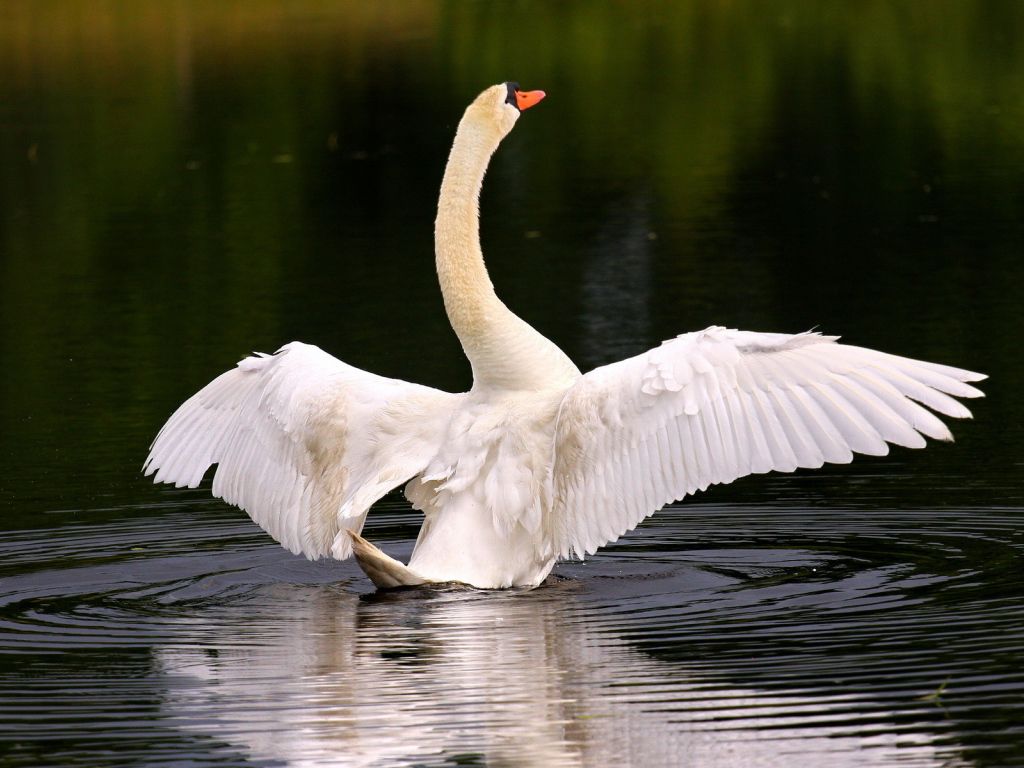 1024x768 Swan is going to fly Desktop wallpaper 1024x768