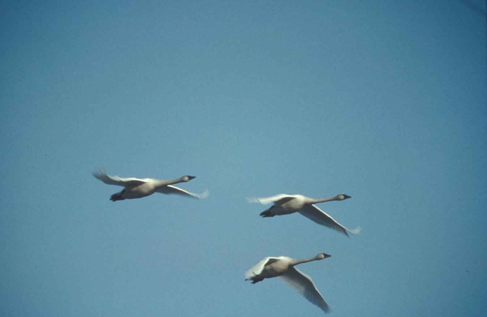 1575x1024 Free picture: whooper, swans, flight, overhead, pronounced, hooper