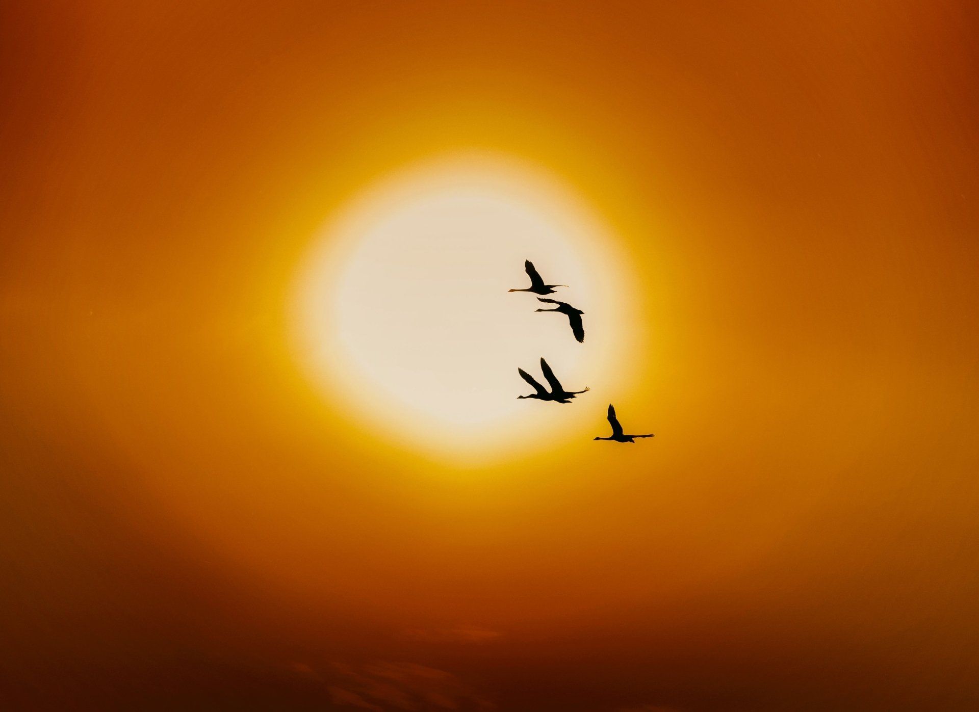 1920x1397 Sunlit Swan Flight: 4K Ultra HD Flock Silhouettes Against Golden Skyx2968