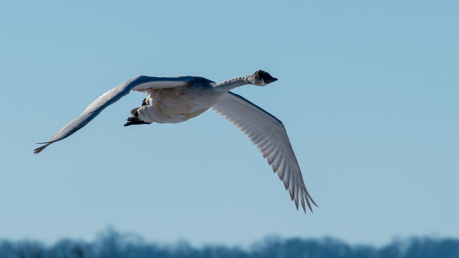 1600x900 Flying Tundra Swan. A tundra swan glides in for a landing