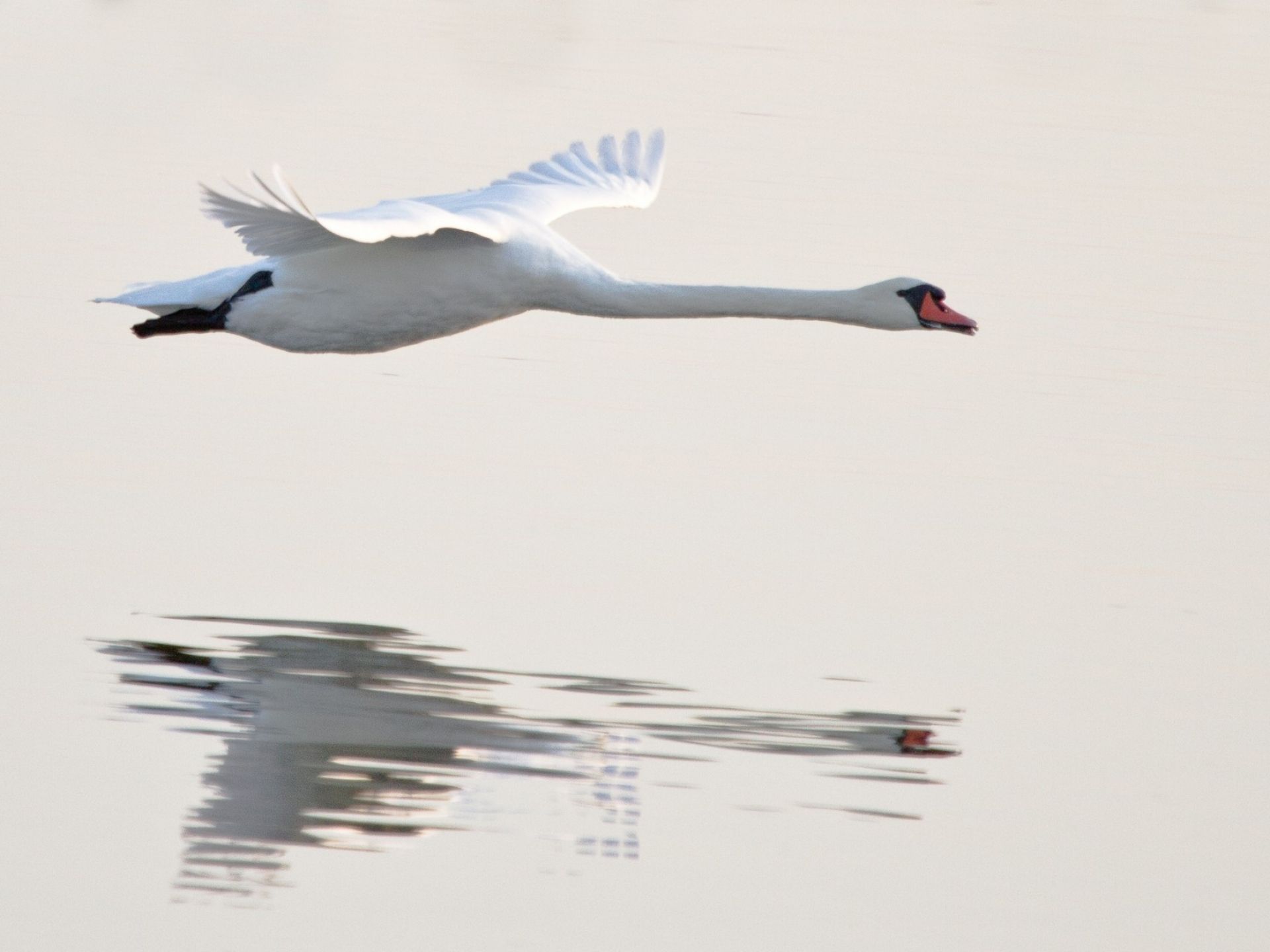1920x1440 water, Flying, Birds, Swans, Reflections, Animals, Bird Wallpaper HD / Desktop and Mobile Background