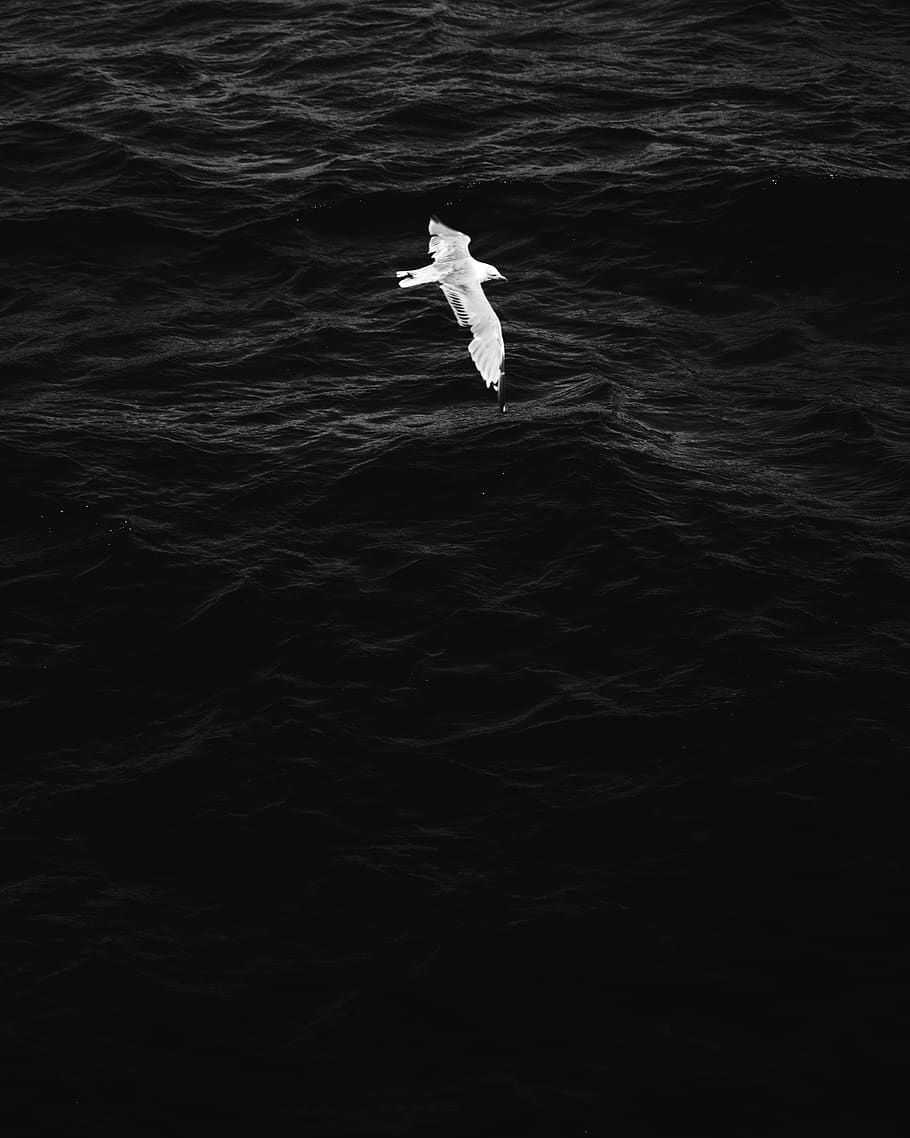 910x1138 Swan flying 1080P, 2K, 4K, 5K HD wallpaper free download