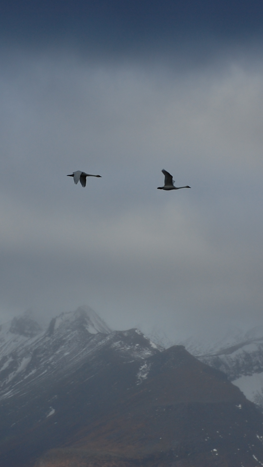 1080x1920 Tundra Swan Phone Wallpaper 1