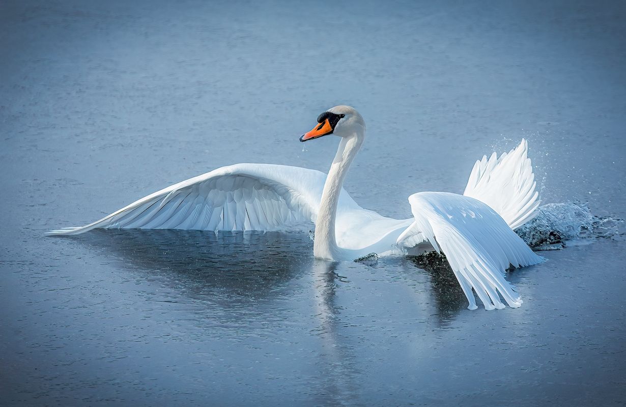 1230x800 Mute swan stuck in ice posters & prints
