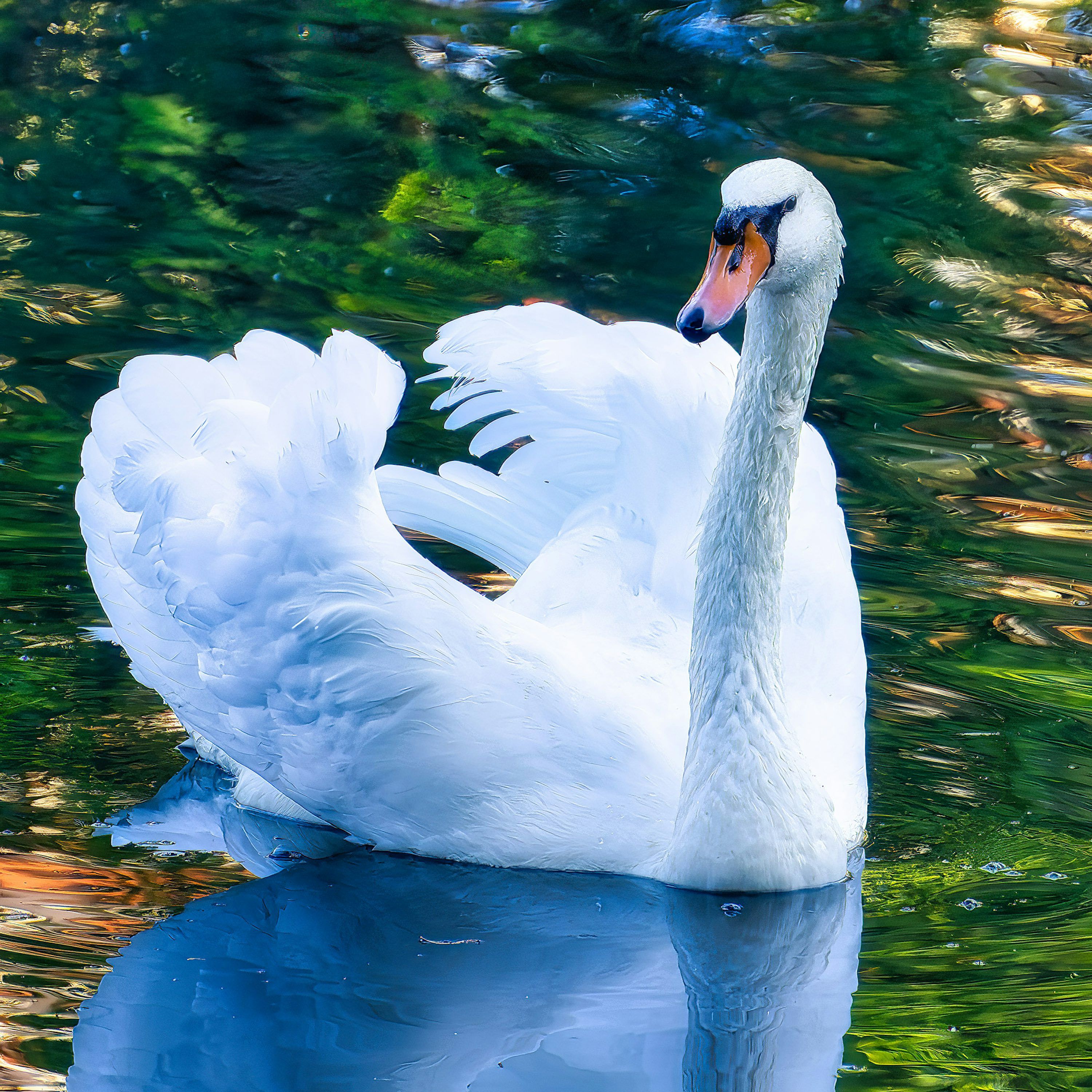 3000x3000 A white swan floating on top of a body of water photo