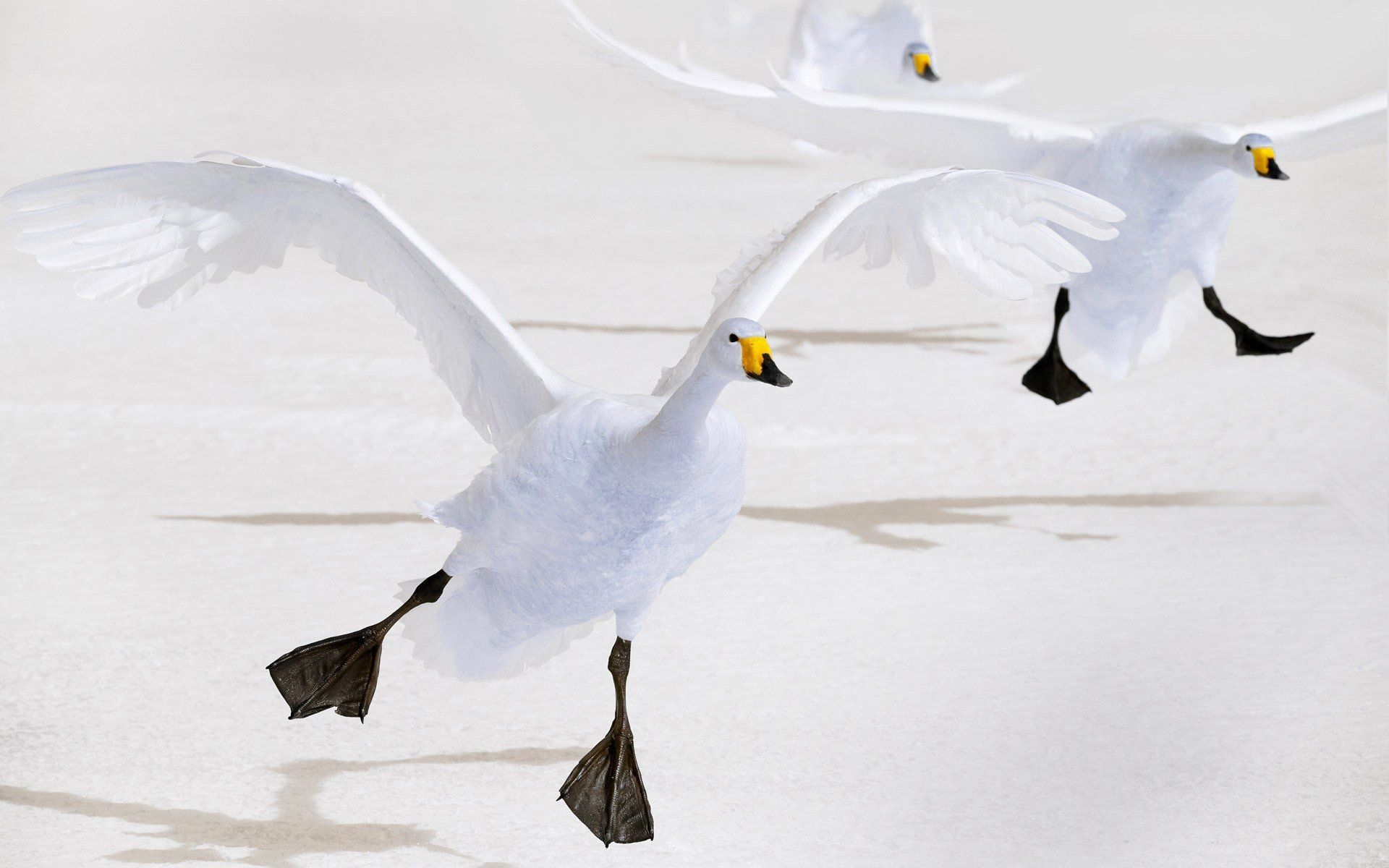 1920x1200 Whooper Swan HD Wallpaper