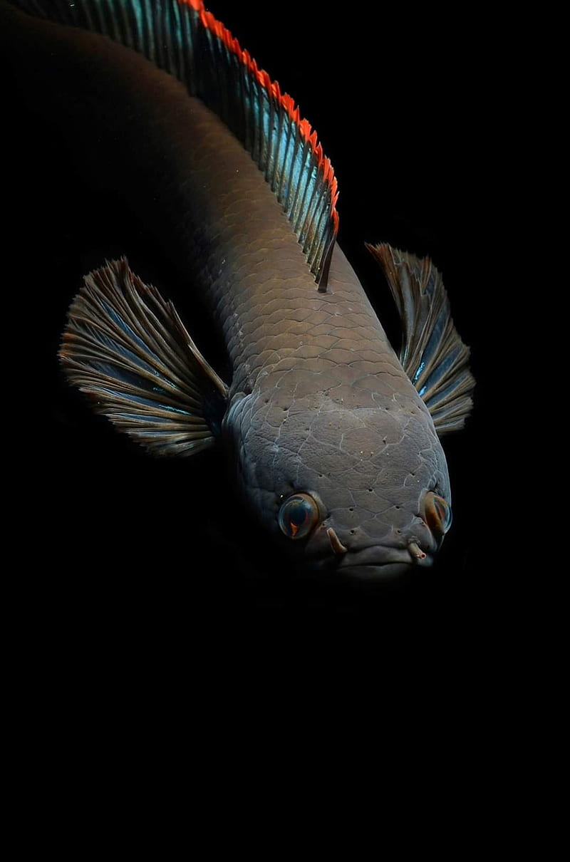 800x1210 Snakehead, channa, fish, HD phone wallpaper