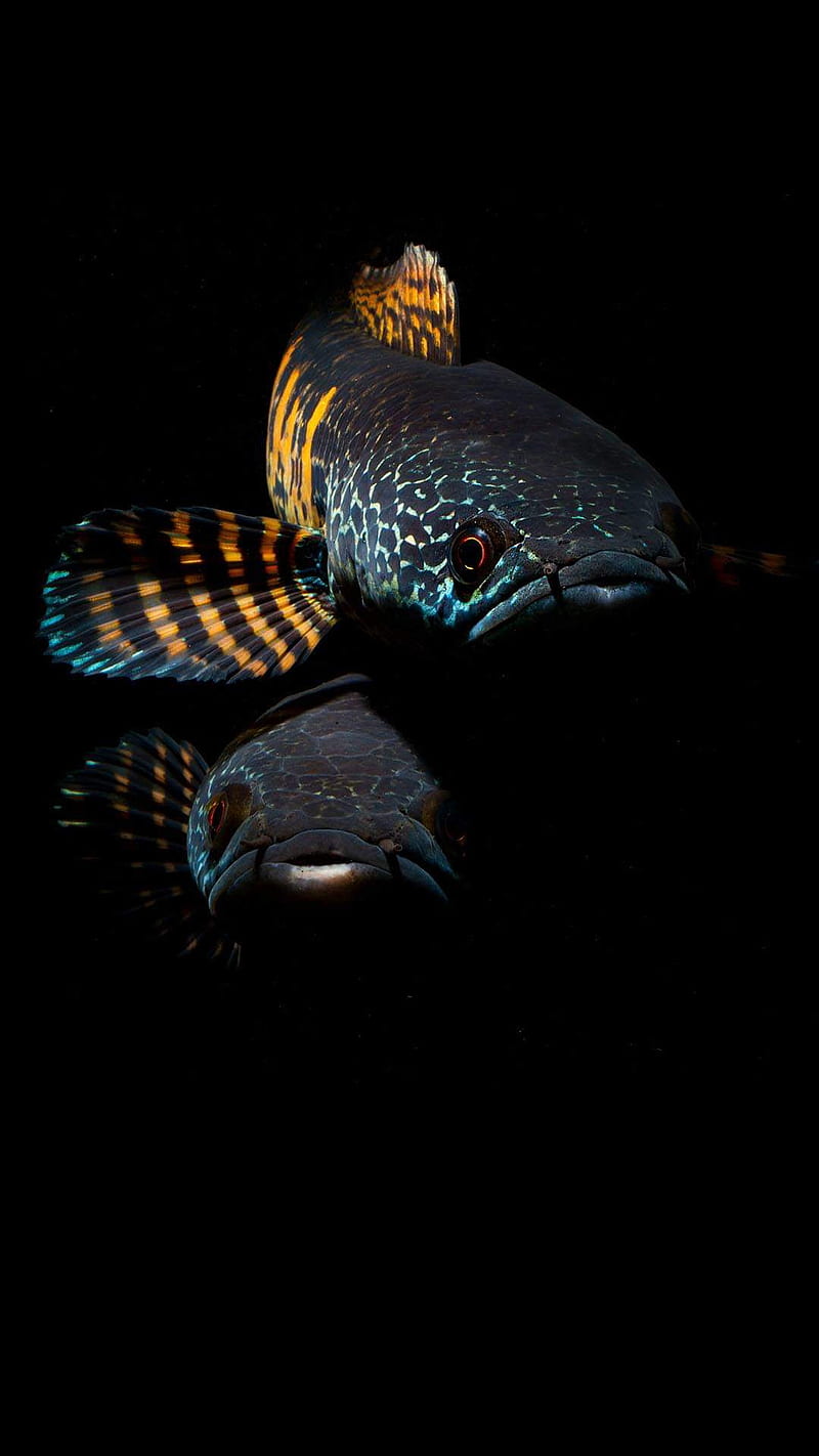 800x1422 Snakehead, channa auranti, fish, HD phone wallpaper