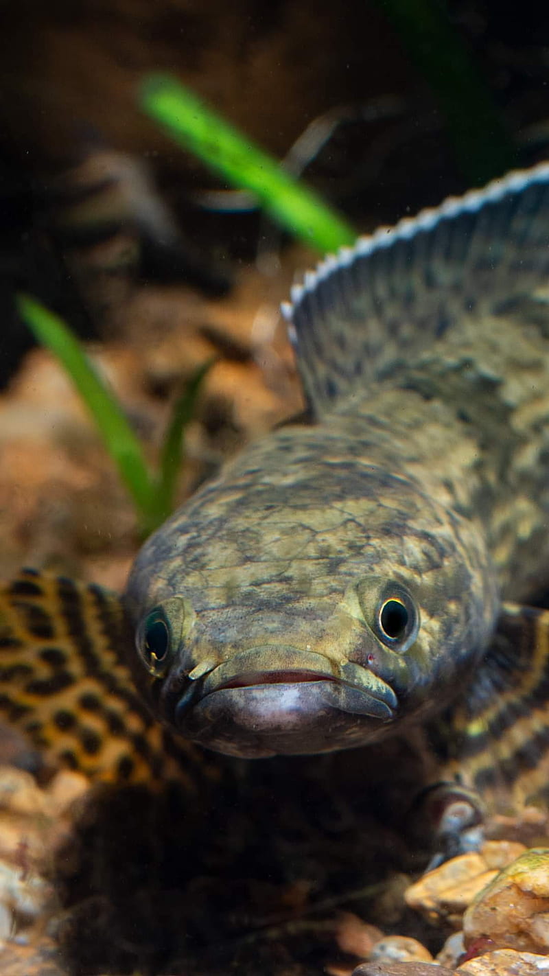 800x1422 1320x2868px, 2K free download. Snakehead, channa, fish, HD phone wallpaper