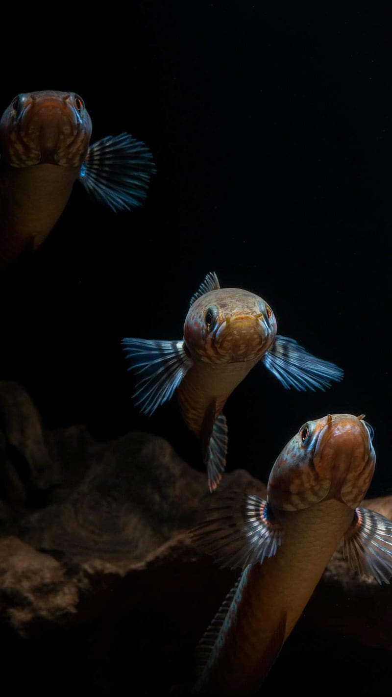 800x1422 Snakehead, channa, fish, HD phone wallpaper
