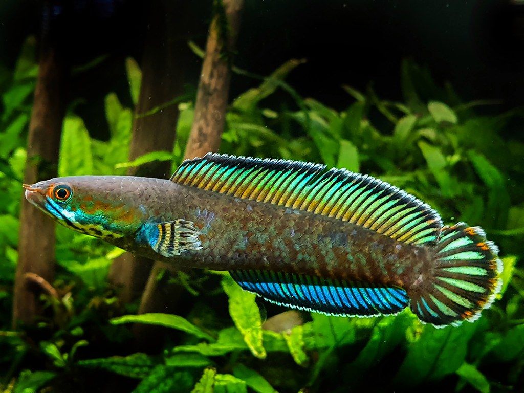 1024x768 Snakehead Fish Wallpaper