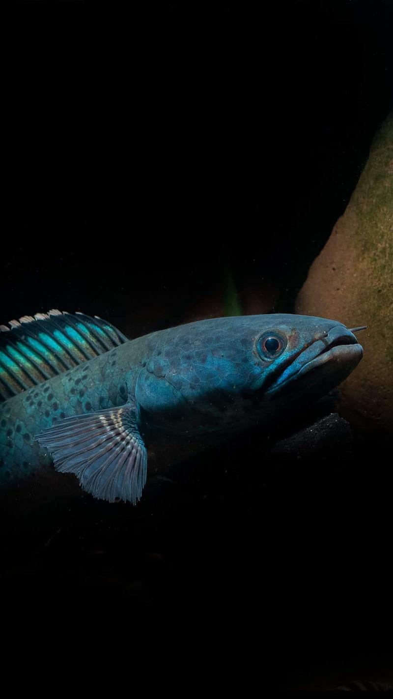 800x1422 Snakehead, blue channa, fish, HD phone wallpaper
