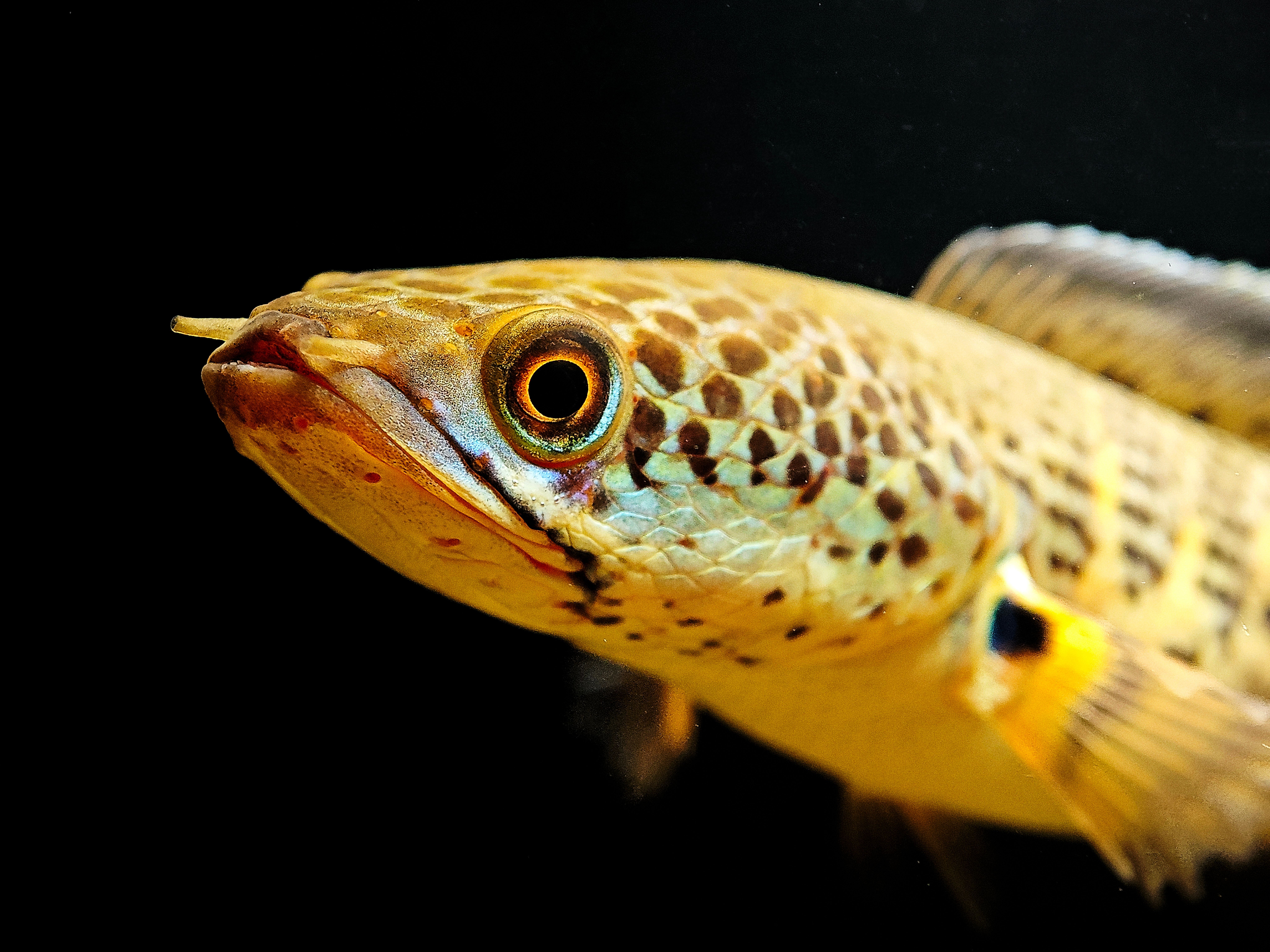 8160x6120 Bullseye Snakehead Fish Photo, Download The BEST Free Bullseye Snakehead Fish & HD Image
