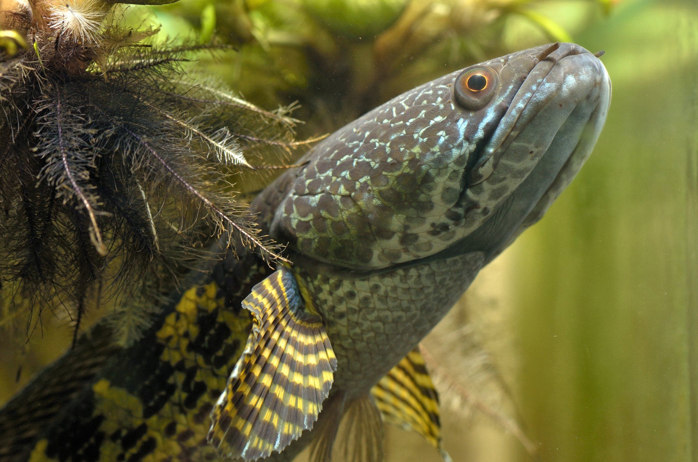 2401x1590 Discover 140 Monster fish and channa fish picture ideas. channa pulchra, channa fish photo, peacock bass fish picture and more