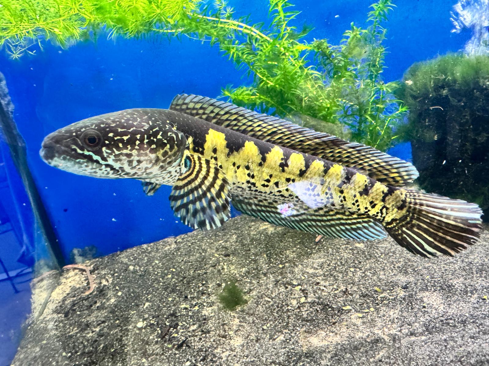 1600x1200 Golden Cobra Snakehead (Channa Aurantimaculata) 10 12cm