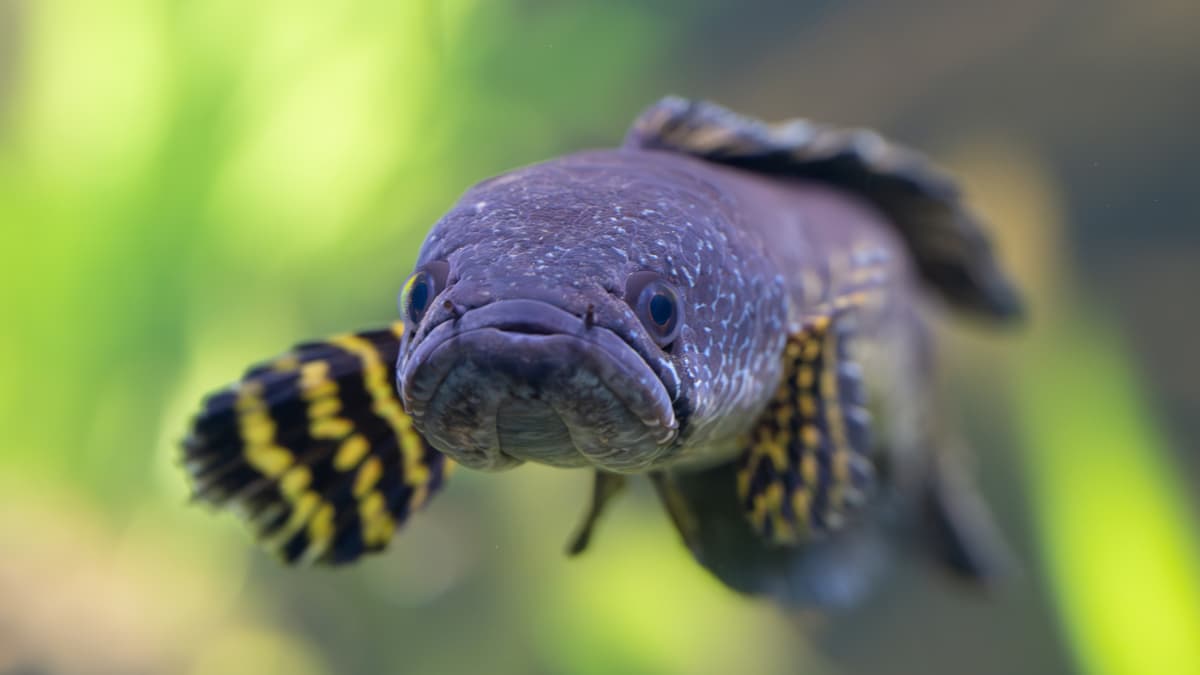 1200x675 Orange Spotted Snakehead. Zoo Zürich