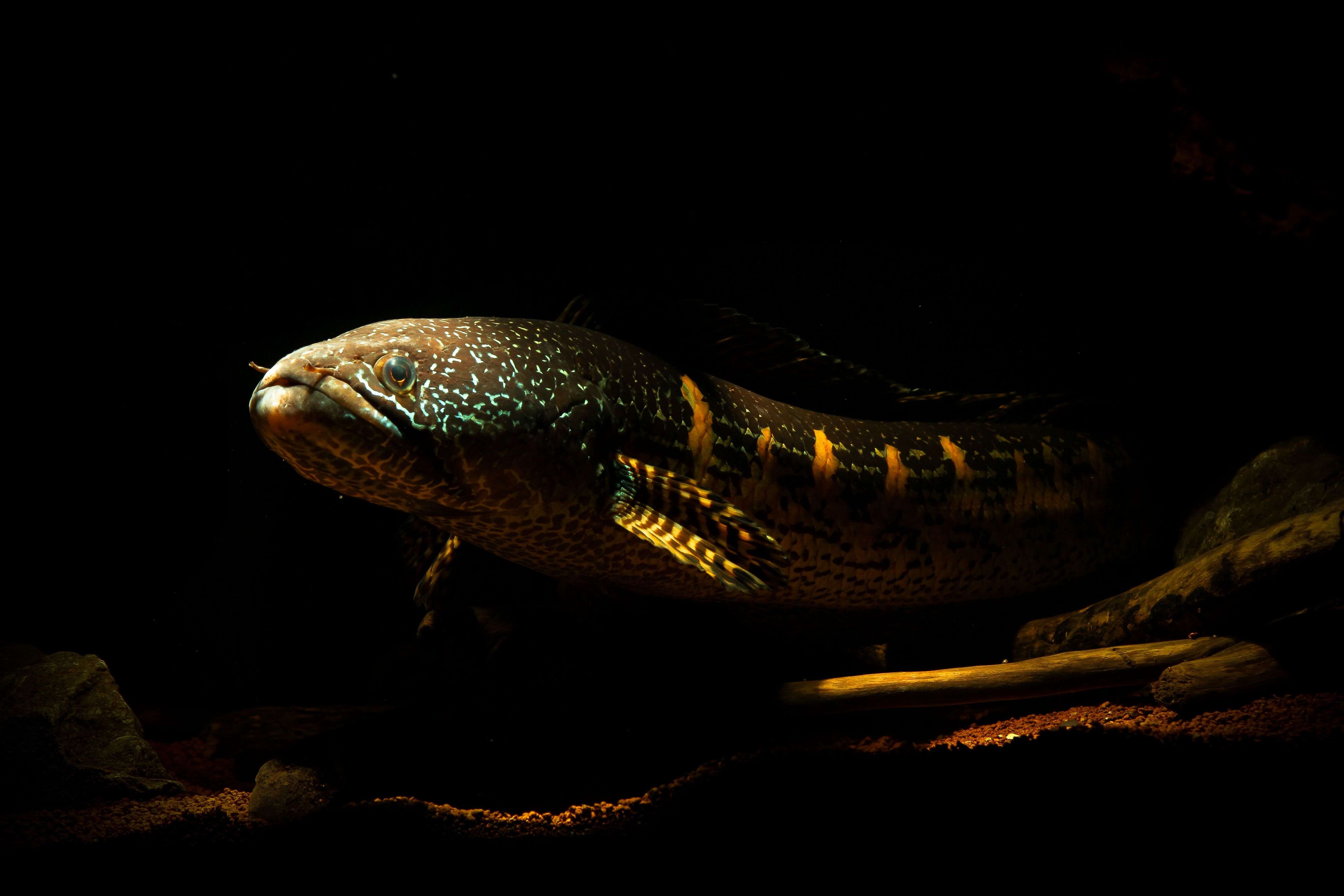 5184x3456 Discover 68 Snakehead fish species. and channa aurantimaculata aquarium ideas. channa fish photo, channa fish image, channa barca fish and more