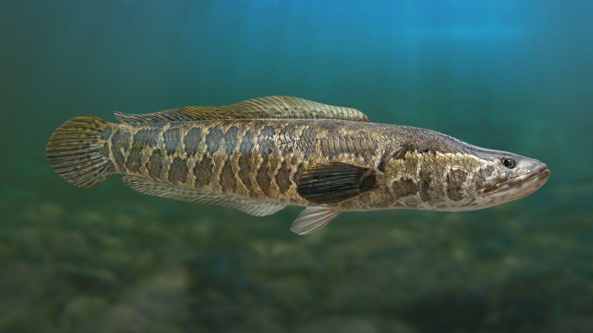 1920x1080 Snakehead Fish Animated Model
