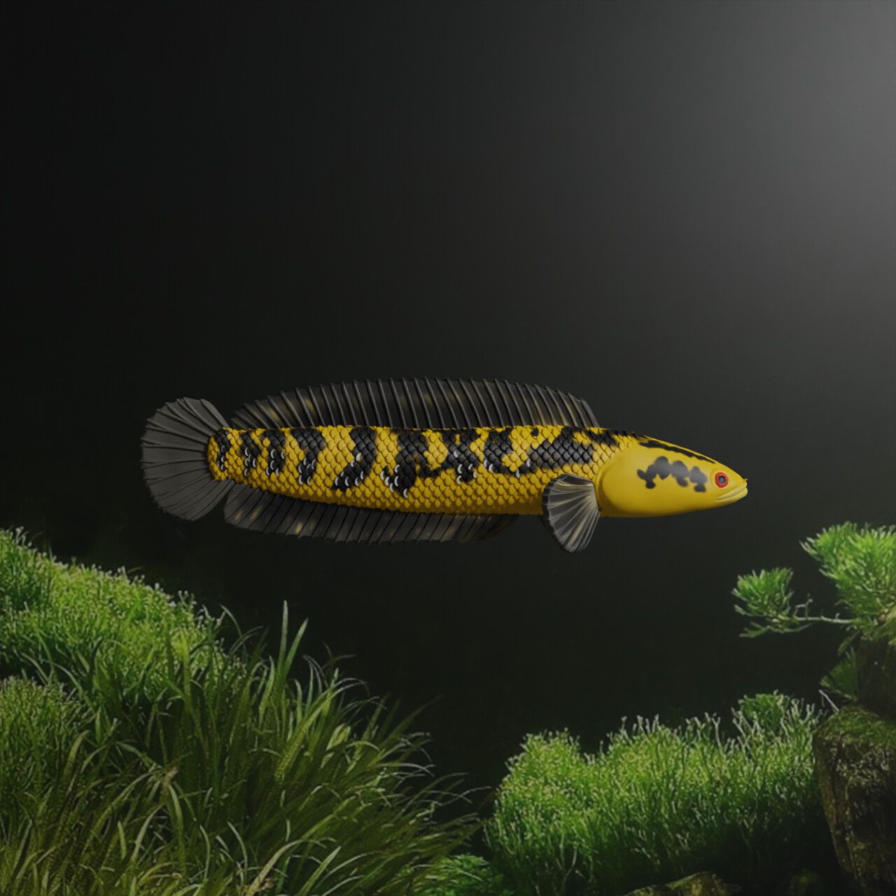1280x1280 CHANNA BARCA FISH HEAD FISH