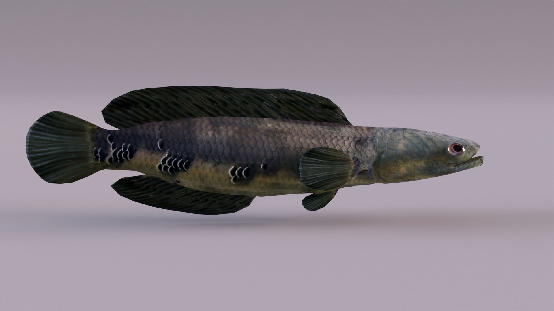 1920x1080 Snakehead Fish 3D Model $49 - .gltf .fbx .dae .blend .obj .max