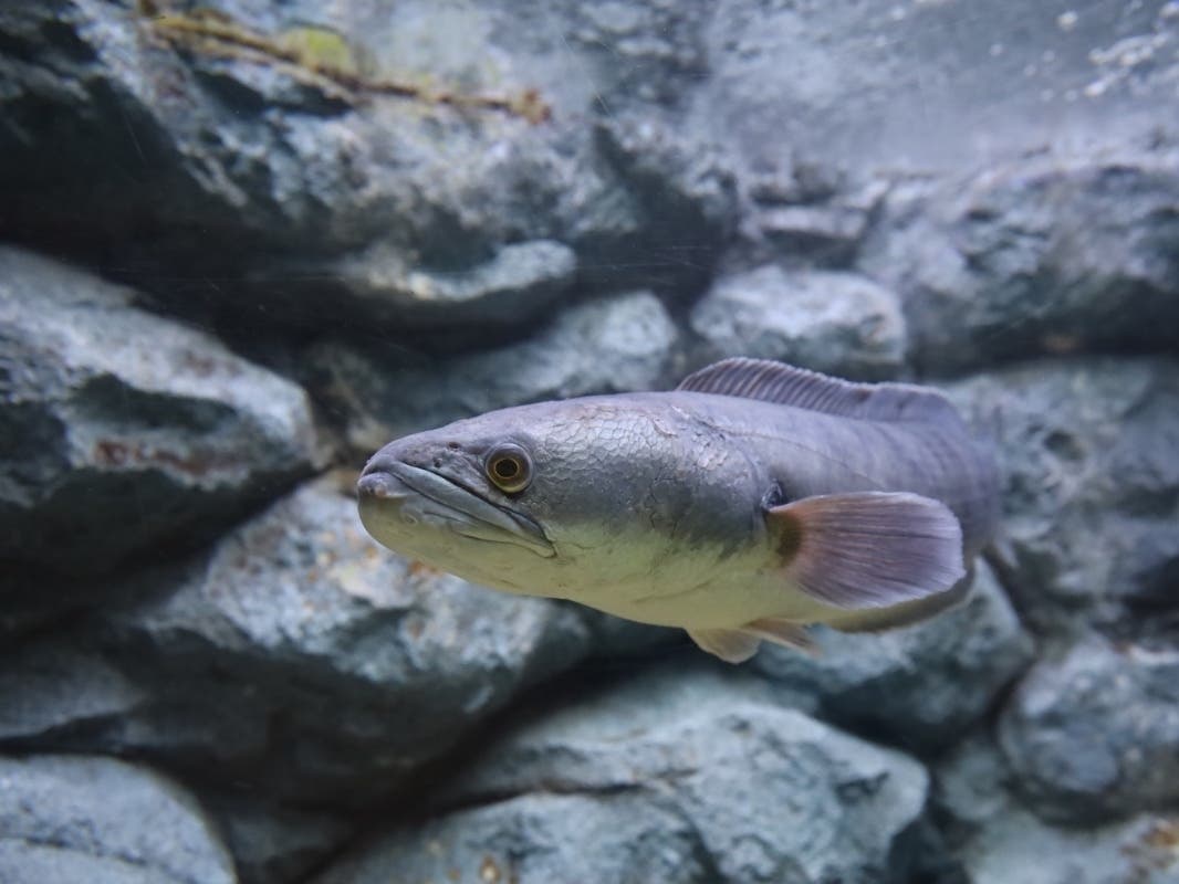 1066x800 The 'Alarming' Invasive Fish Threatening PA Waters: What To Know. Across Pennsylvania, PA Patch