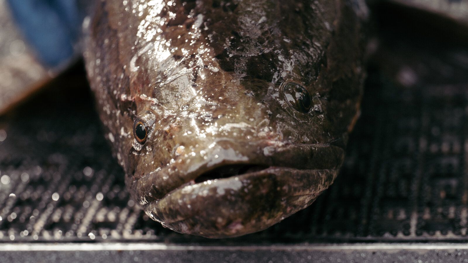 1600x900 Armed With Bows and Arrows, Hunters Fight the Invasive ‘Frankenfish’