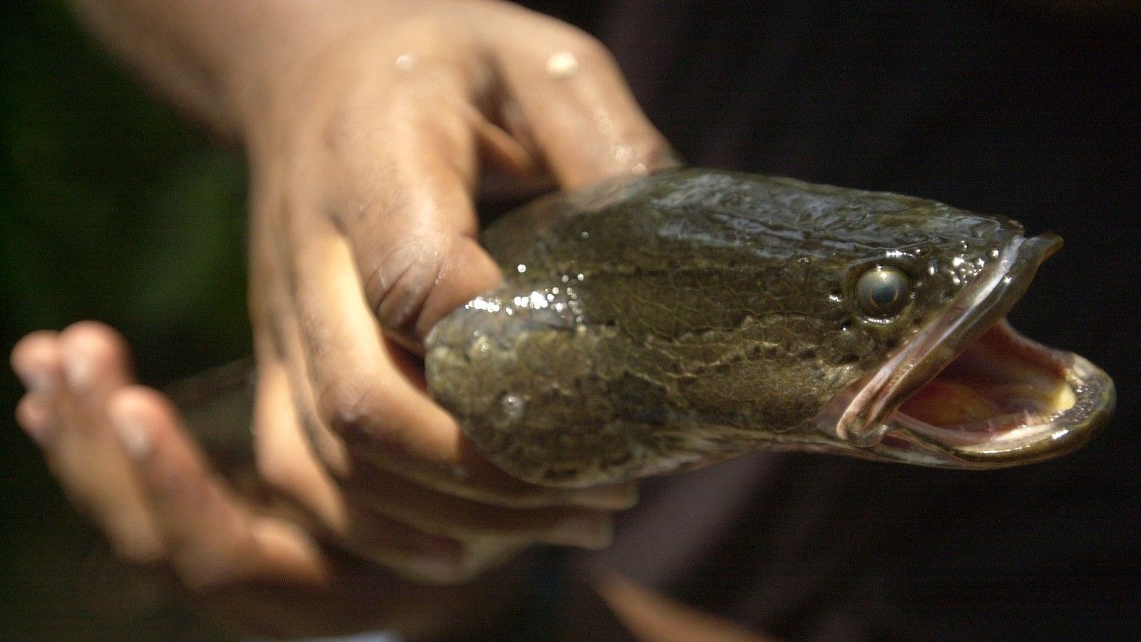 1600x900 A Snakehead's Less Than Elegant Move From Water To Land