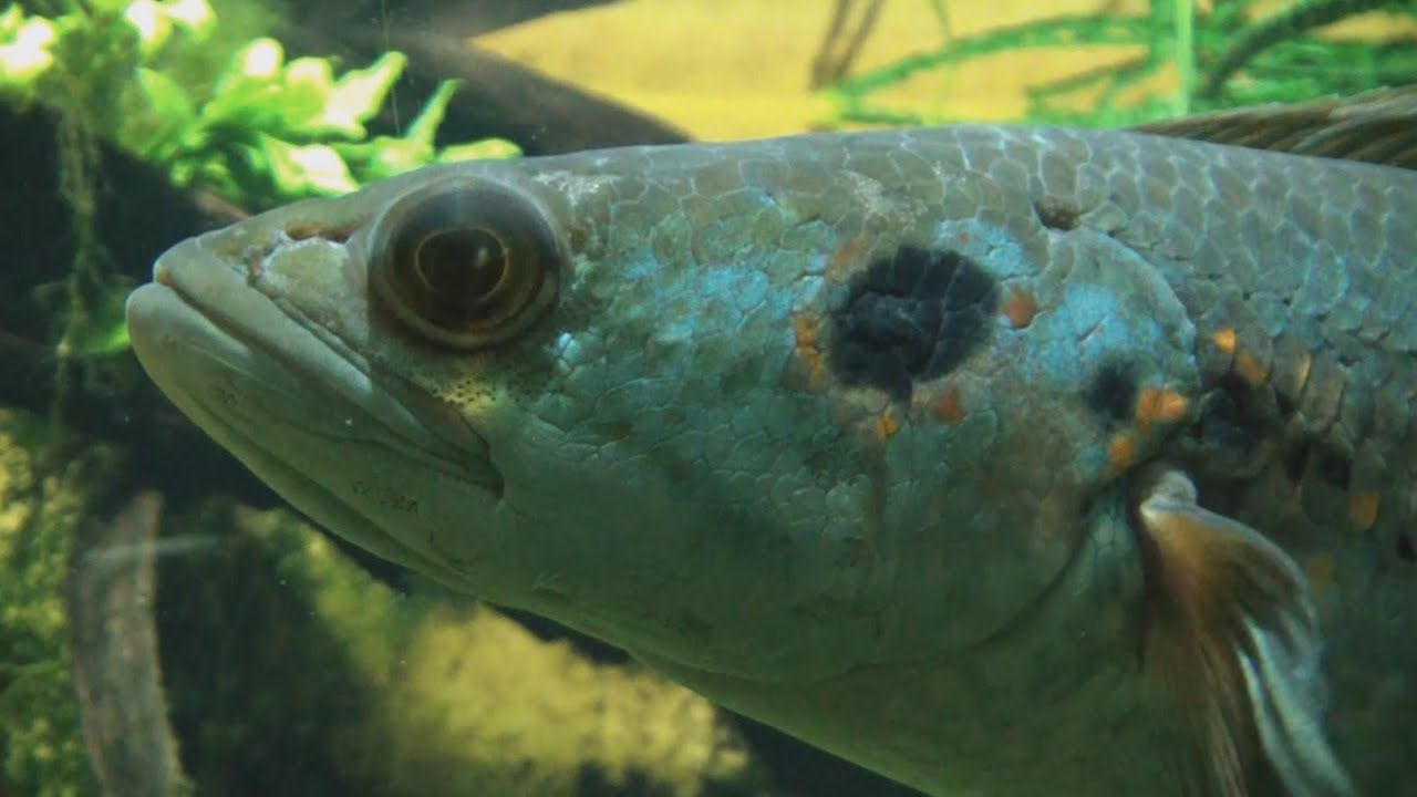 1280x720 Fish Index: Ocellated Snakehead (Channa pleurophthalmus)