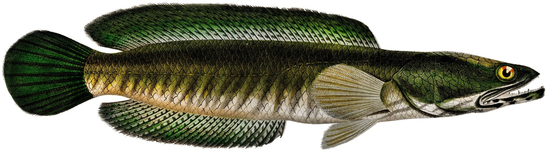 1900x530 Channa striata (striped snakehead)