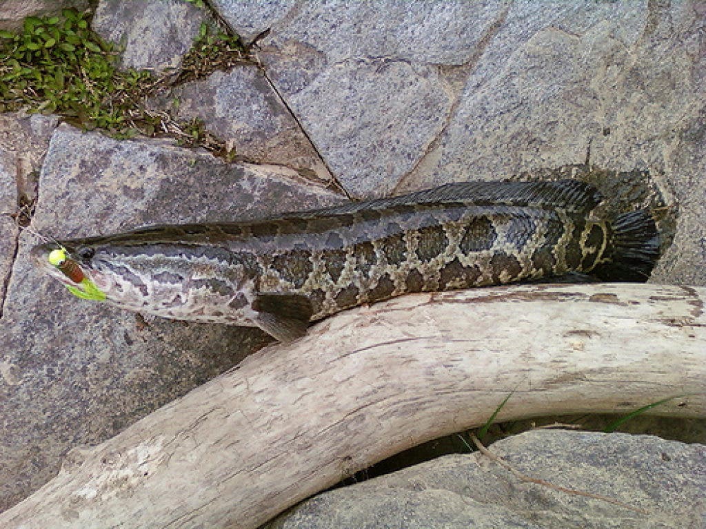 1024x768 Win Prizes for Catching Snakehead Fish. Bowie, MD Patch