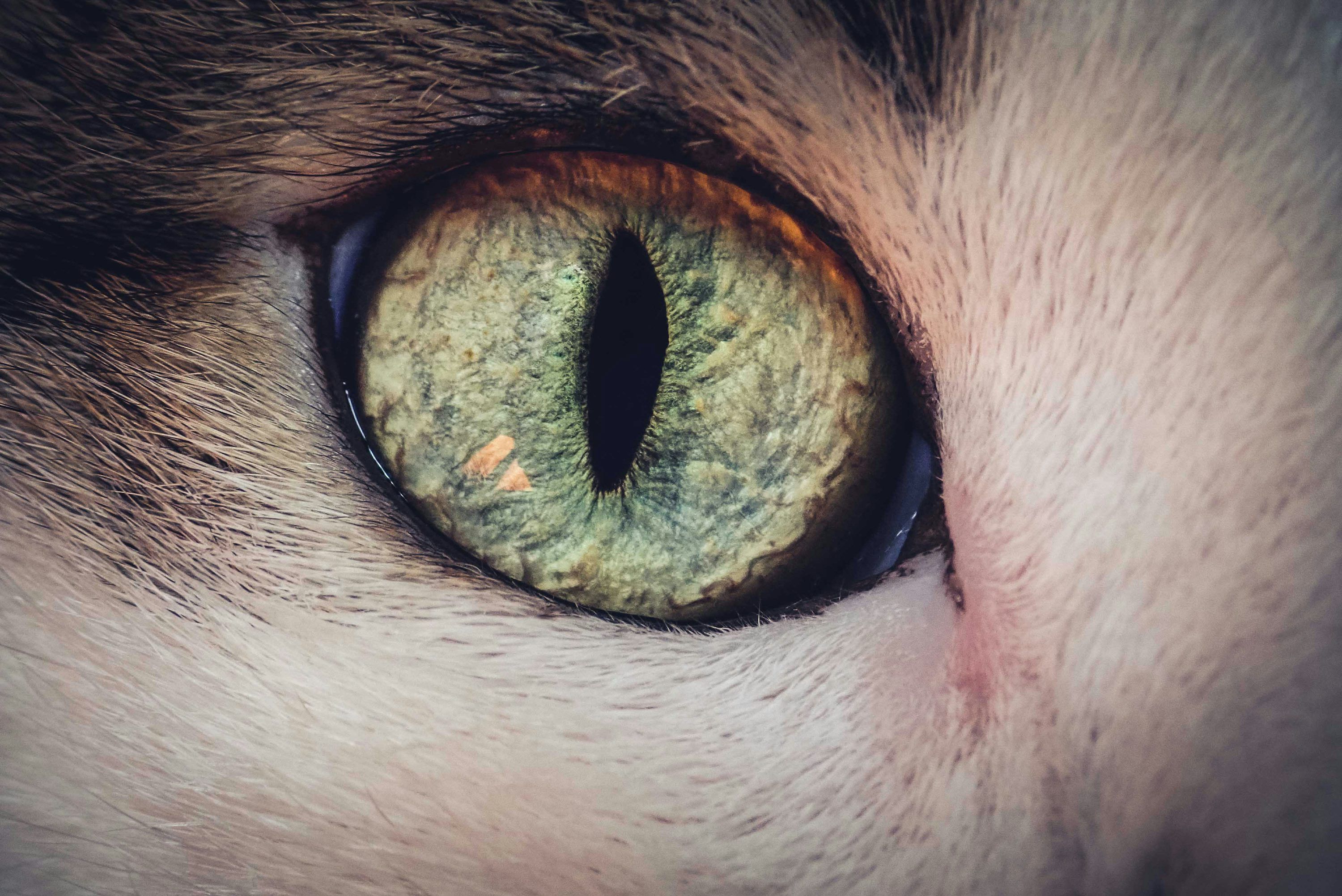3000x2004 Katseye Picture. Download Free Image