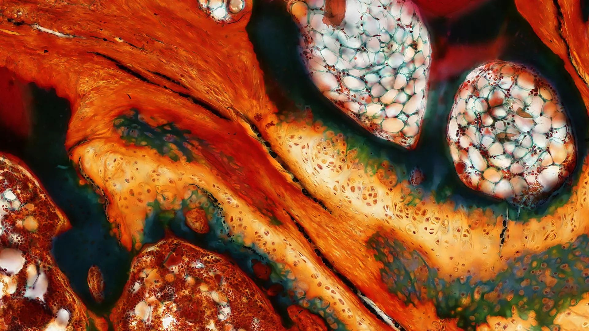 1920x1080 Comprehensive Biomaterial Strategies for Musculoskeletal Tissue Regeneration. Frontiers Research Topic