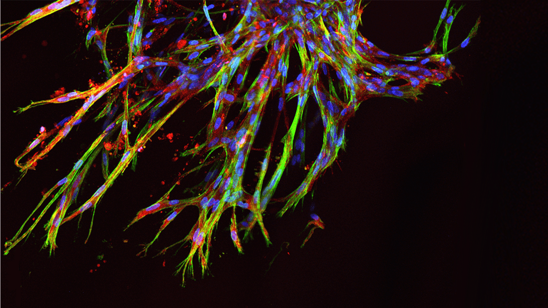 1920x1080 Engineered Biomaterials