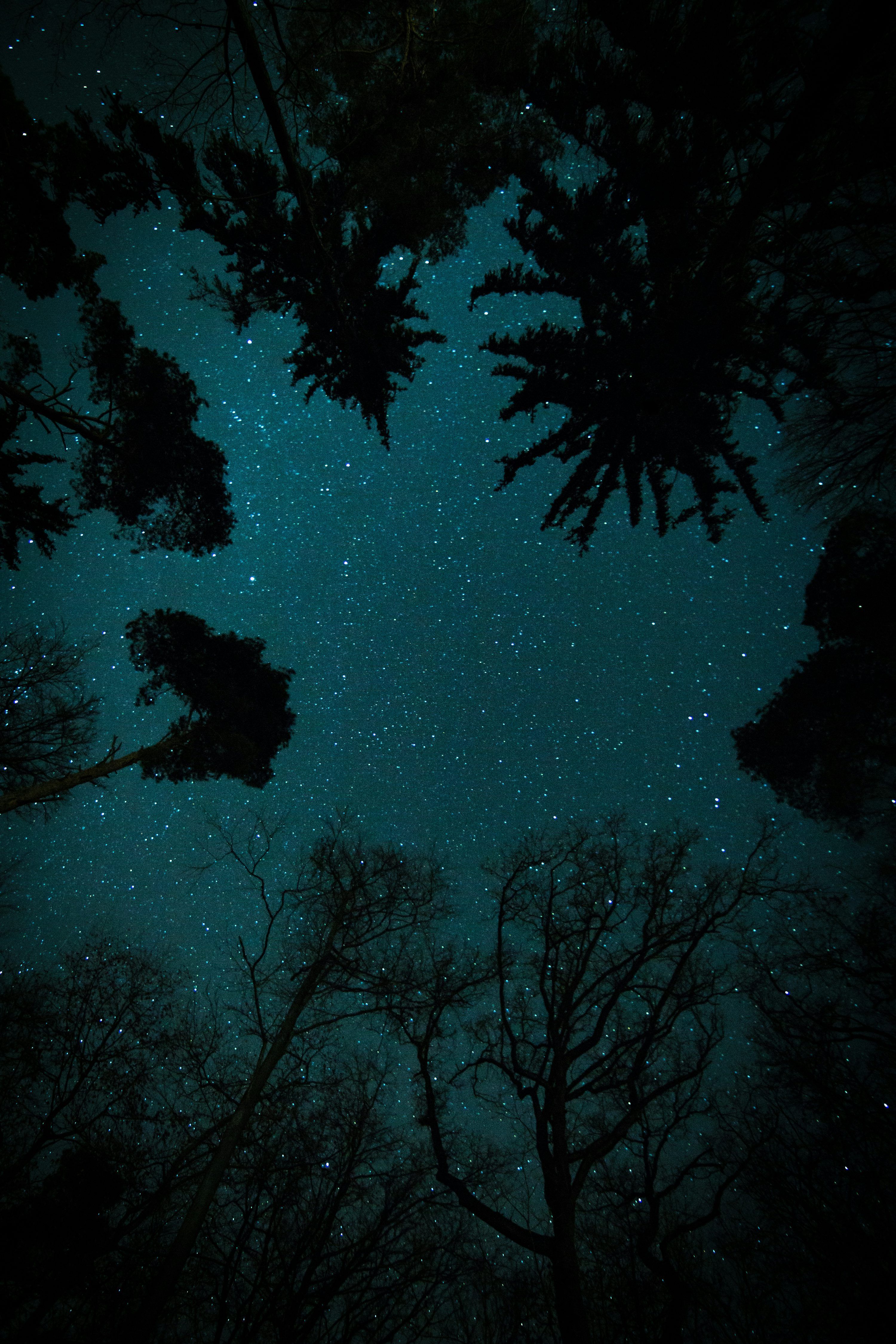3000x4500 Trees under starry sky photo