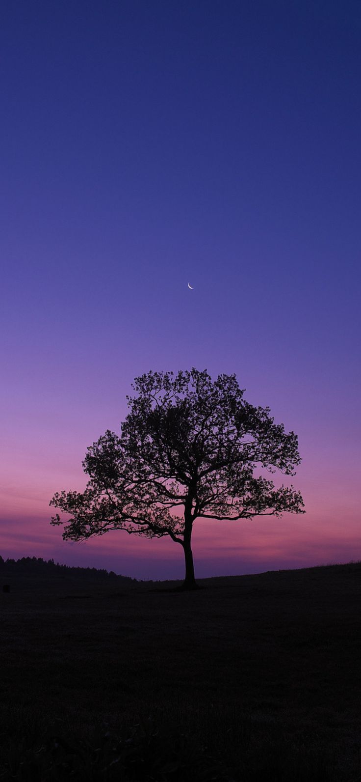 736x1592 Dark Sky Tree Purple Sky Nature Wallpaper, HD Nature Wallpaper, 4k Wallpaper , Image, Background, Photos and Picture