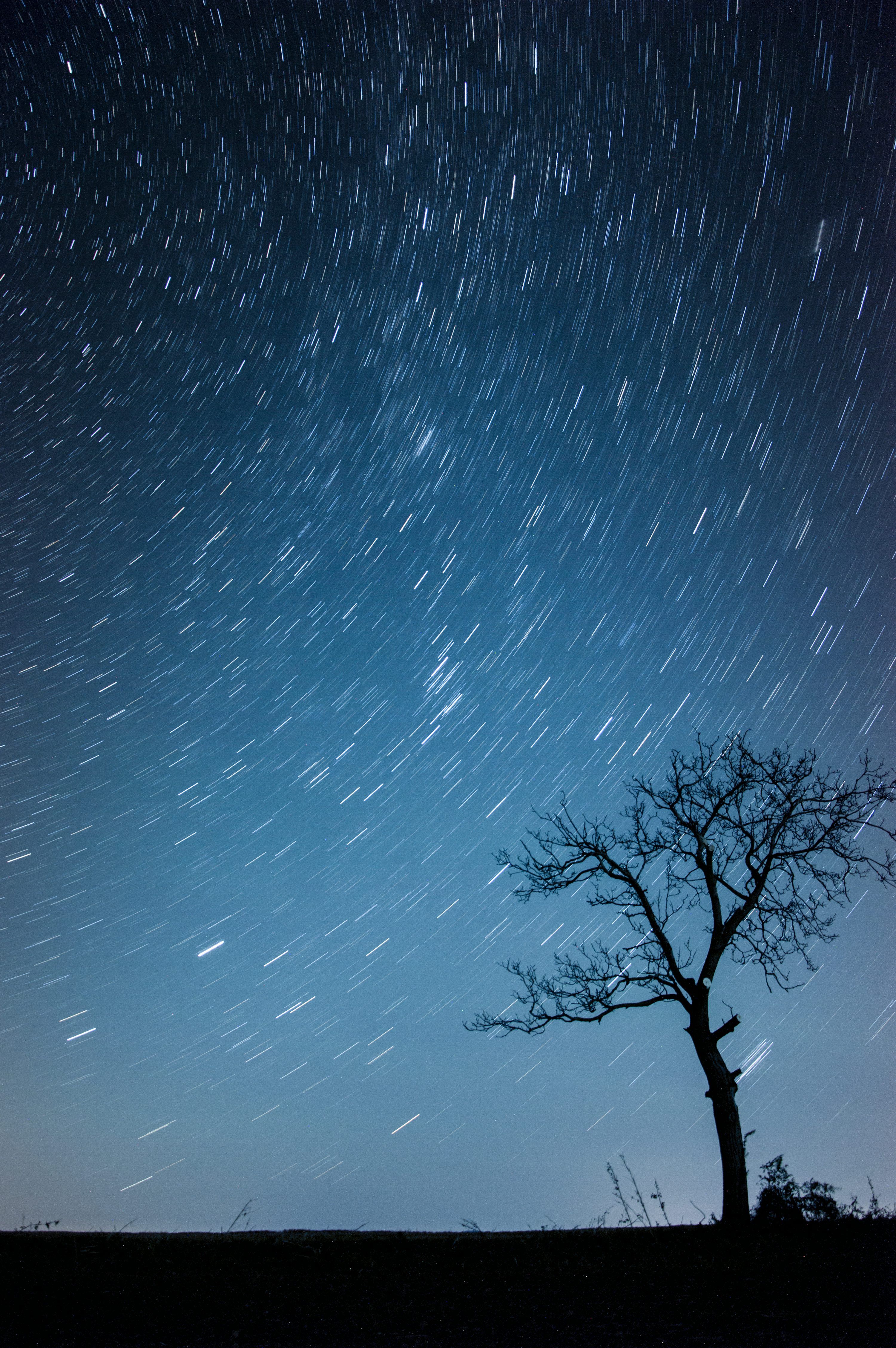 3000x4512 Silhouette of tree photo