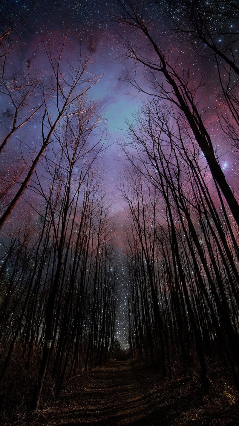 800x1423 Starry Forest Sky, night, stars, tree, HD phone wallpaper