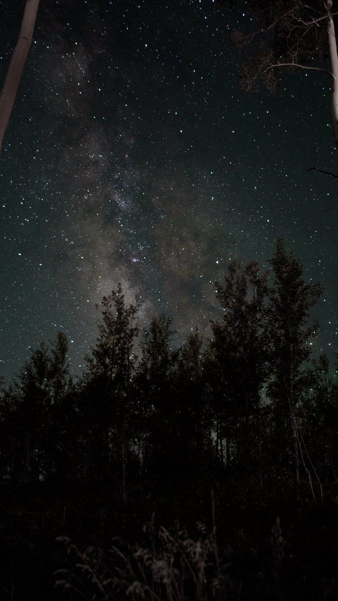 675x1200 Starry sky, stars, trees, night wallpaper, background