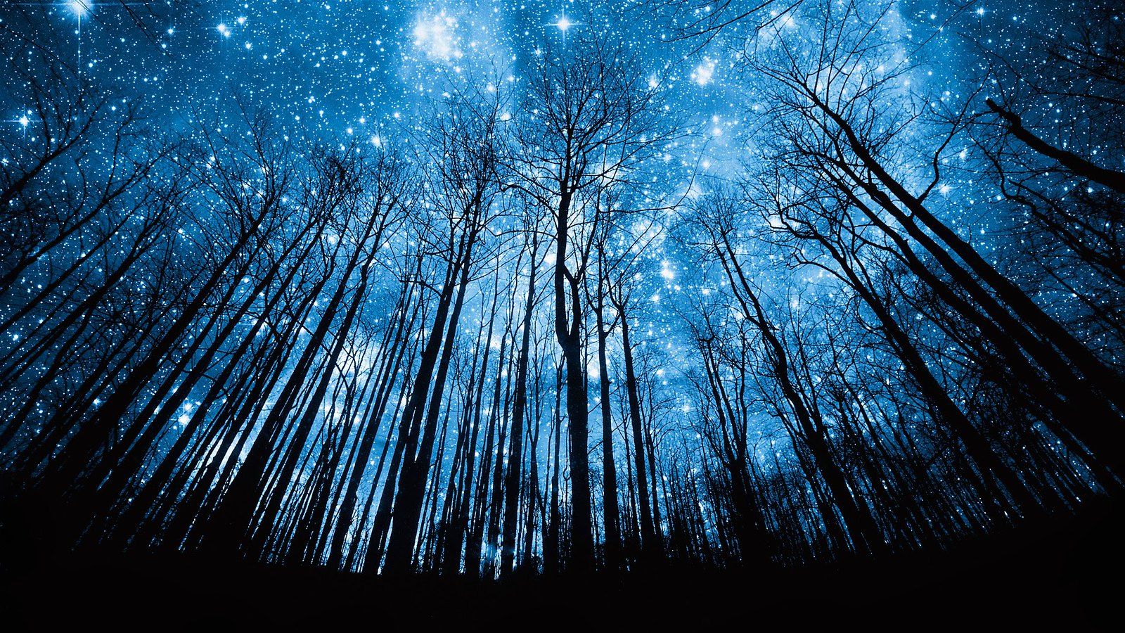 1600x900 42 15688576. Tree Silhouette Against Starry Night Sky I
