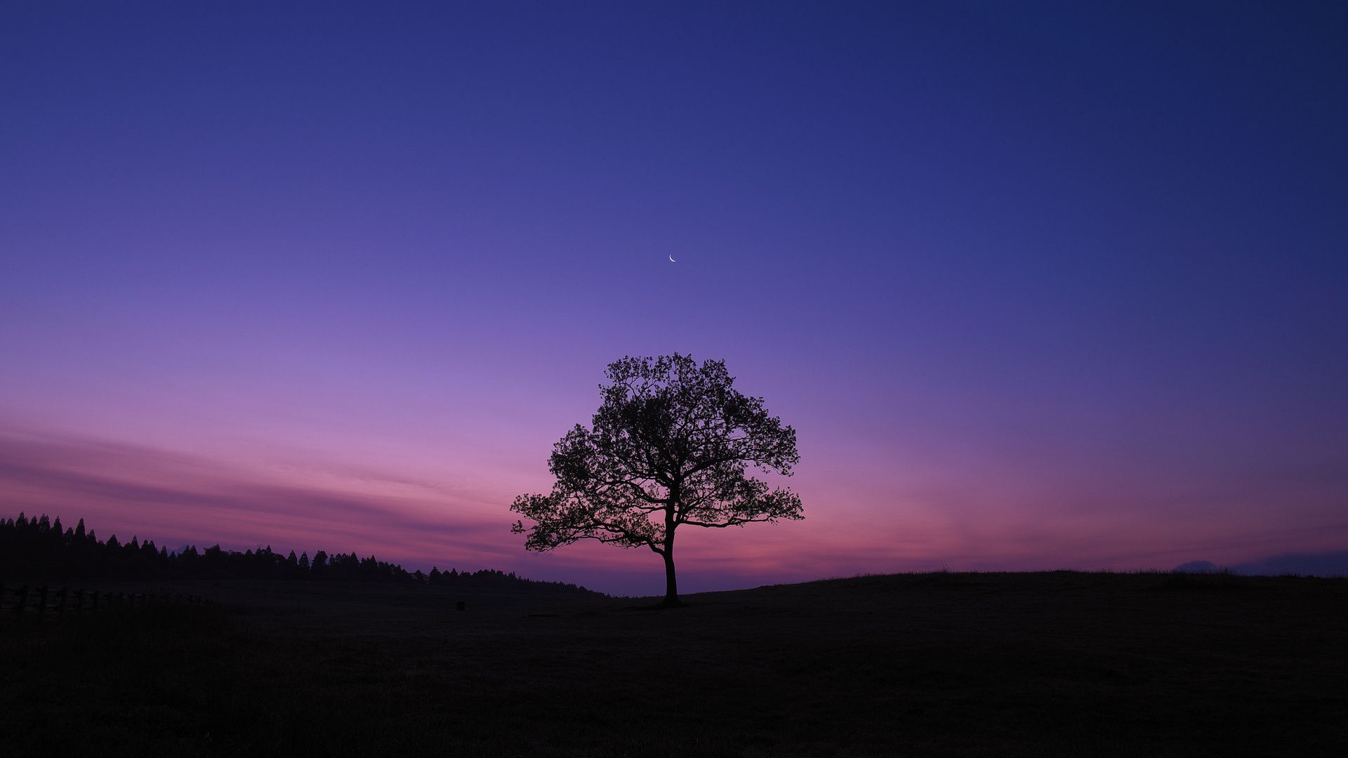 1920x1080 Dark Sky Tree Purple Sky Nature Laptop Full HD 1080P , HD 4k Wallpaper, Image, Background, Photos and Picture