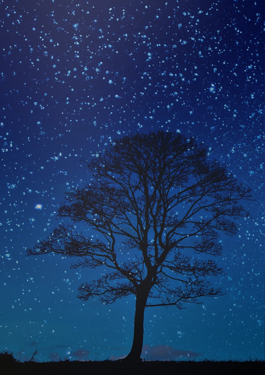 905x1280 Download free photo of Night, tree, night sky, blue sky, stars