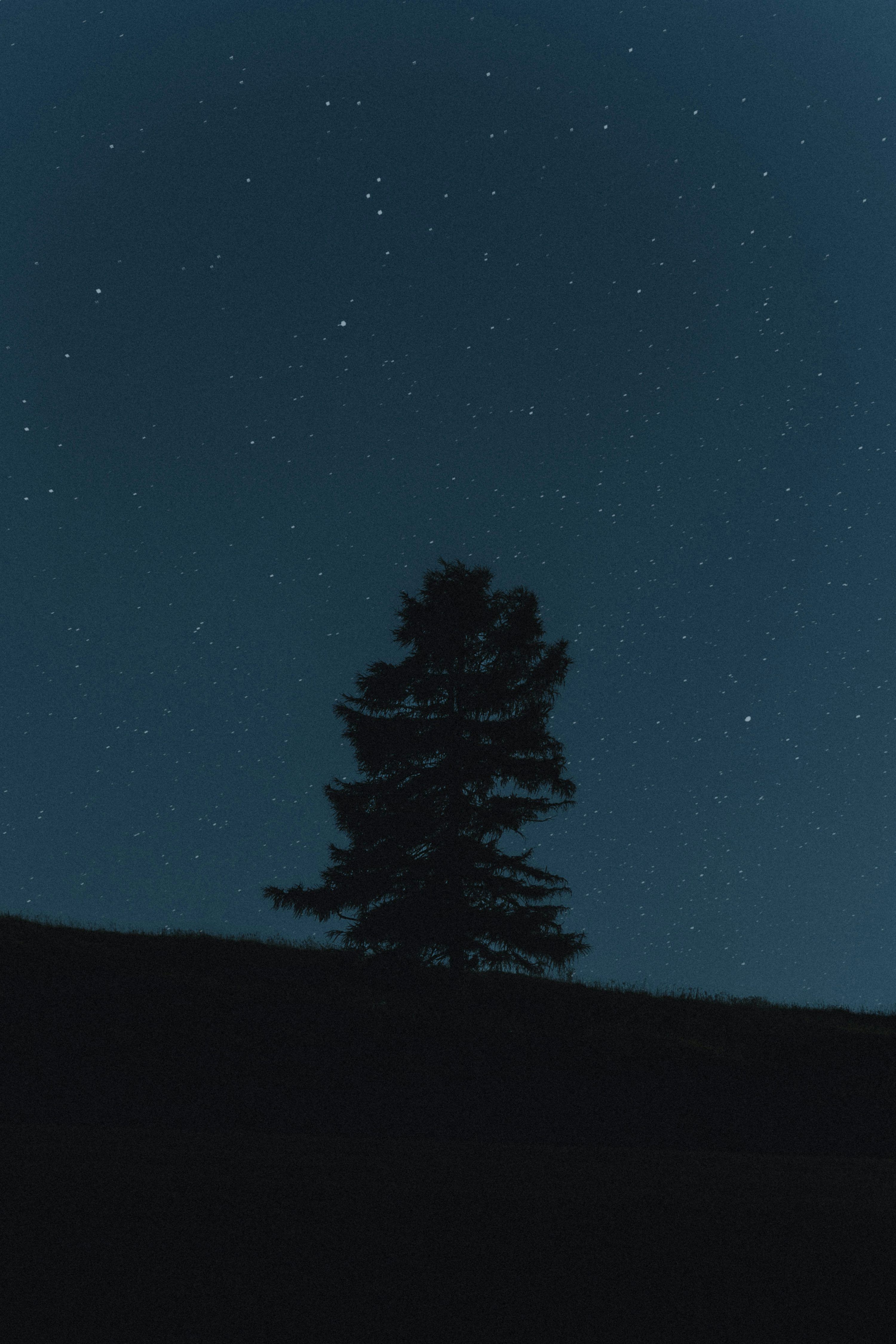 3000x4499 Lone pine tree silhouetted against a starry night sky. photo