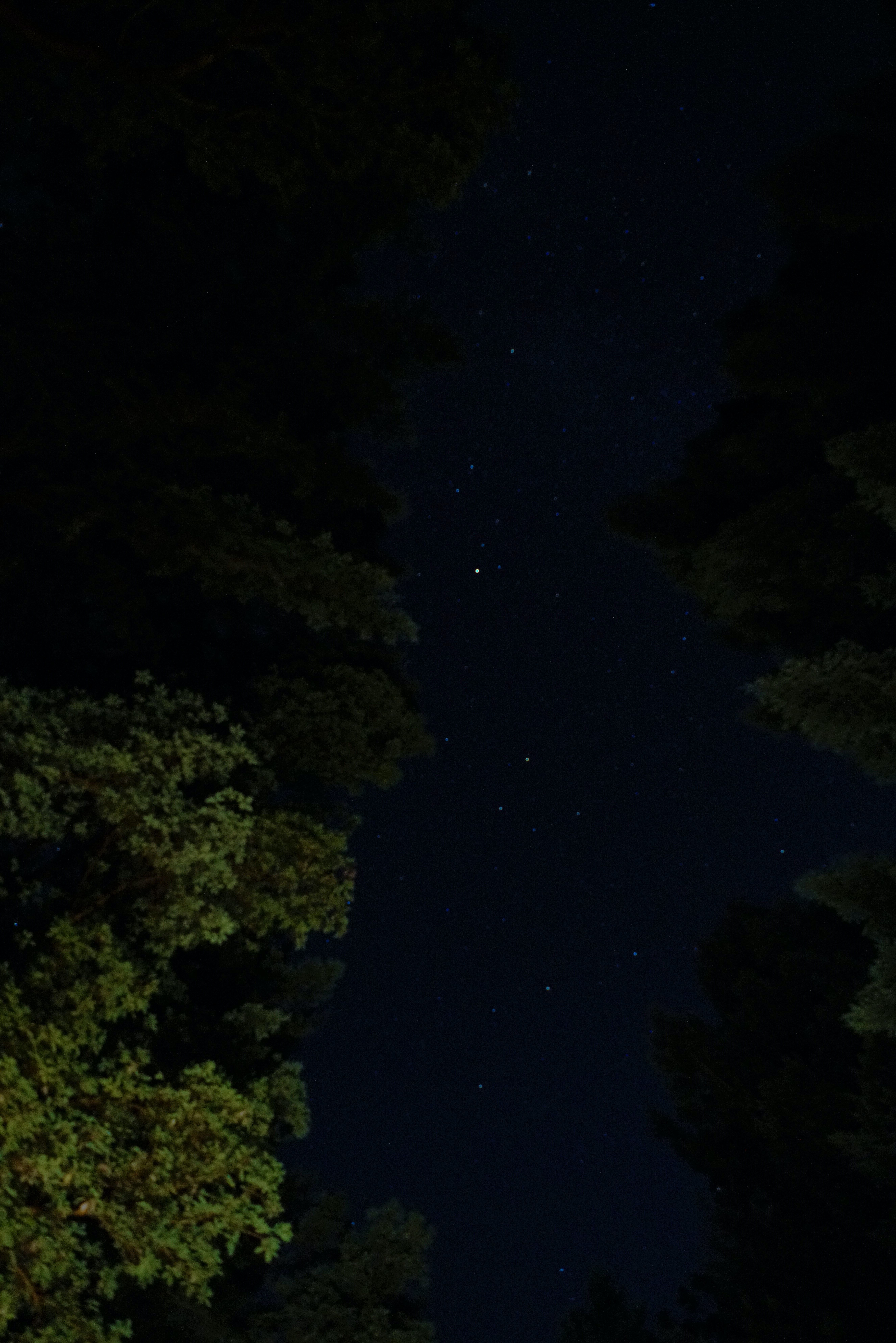 5304x7951 Download wallpaper 5304x7951 night, trees, stars, starry sky HD background