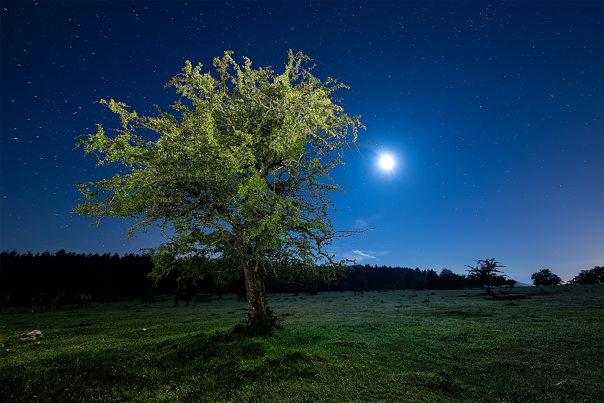 1920x1280 tree, night, starry sky Wallpaper, HD Nature 4K Wallpaper, Image and Background