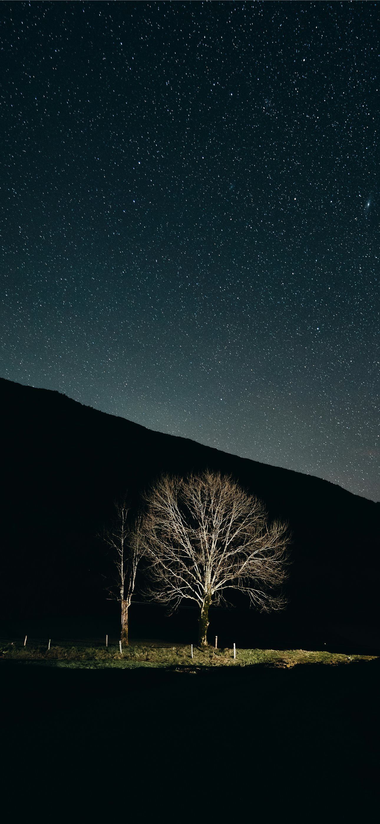 1290x2796 Two bare trees under a starry night sky iPhone Wallpaper Free Download