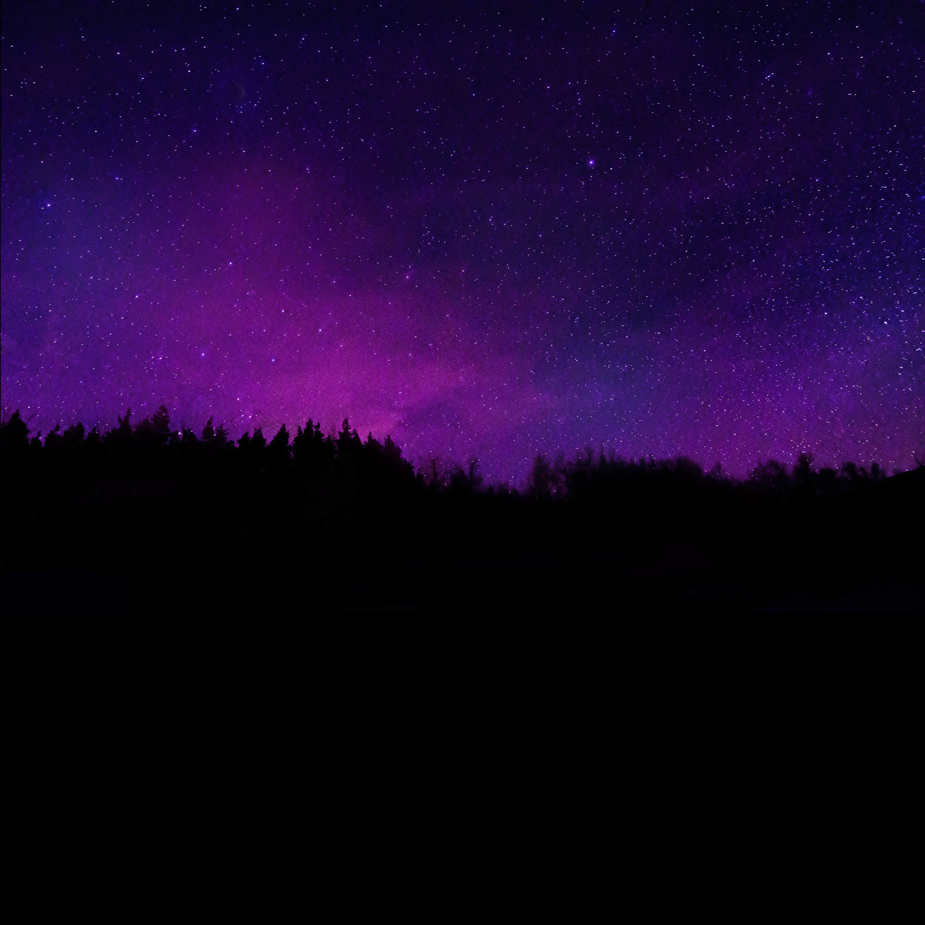3600x3600 Trees Wallpaper 4K, Silhouette, Purple sky