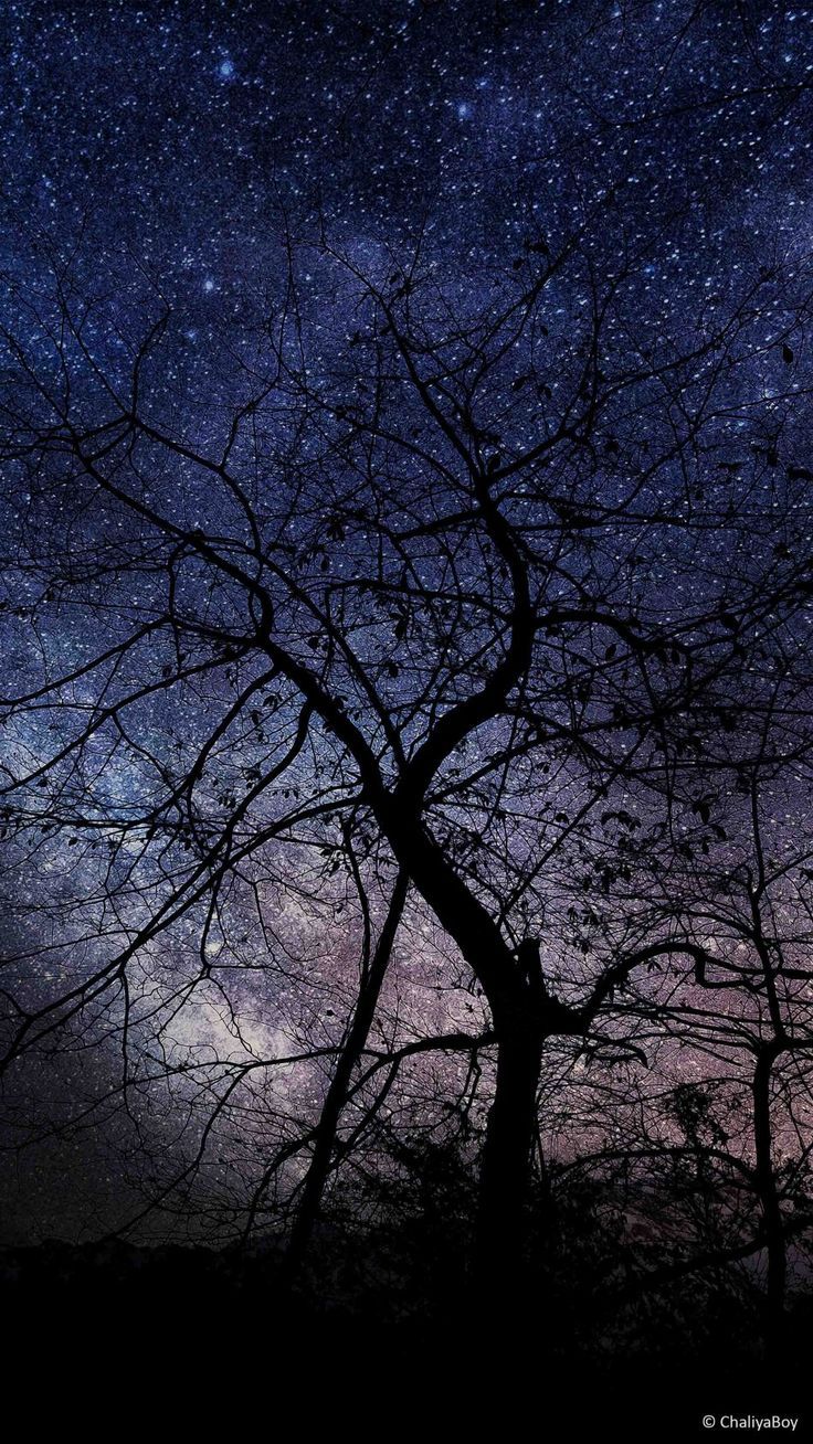 736x1308 Night Tree Milky Way Photography 4K Ultra HD Mobile Wallpaper for iPhone & Android