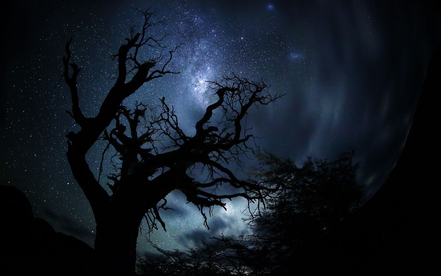 1440x900 Phone wallpaper: Stars, Starry Sky, Silhouette, Earth, Tree, Dark, Night, Sky, Trees 378876