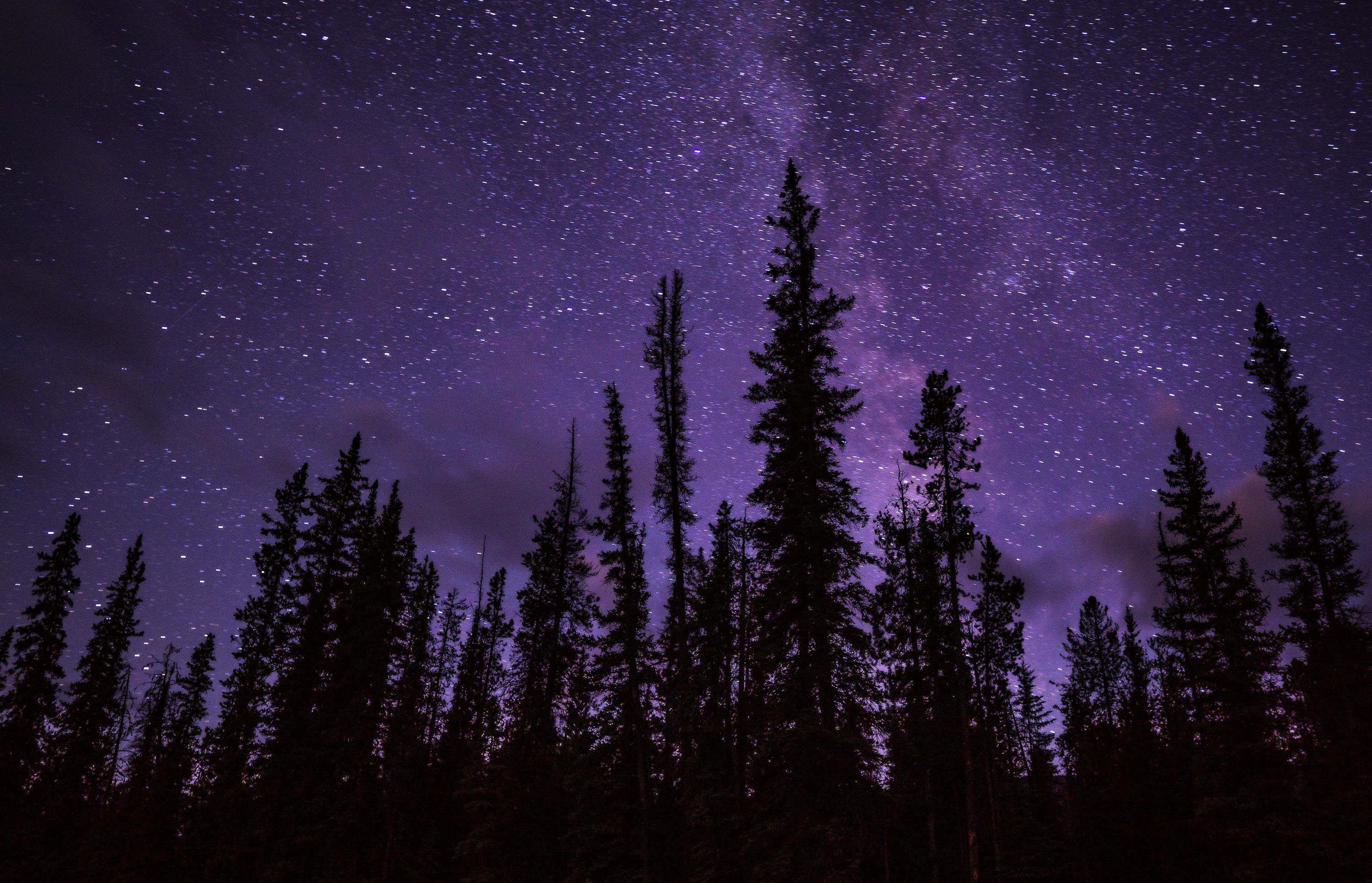 3000x1931 Green trees under starry night photo